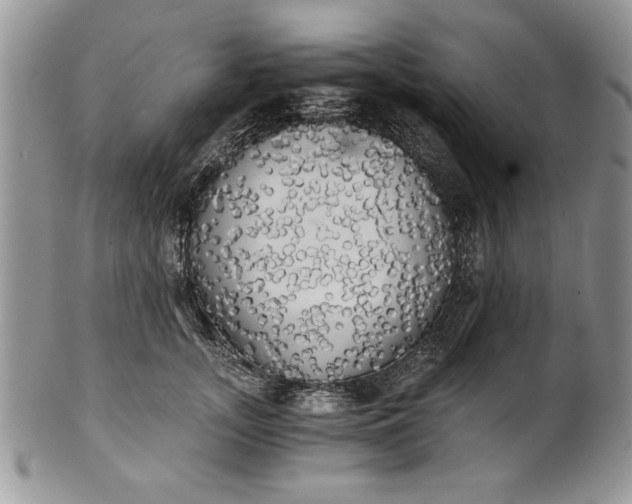 X0000101950755200808011045