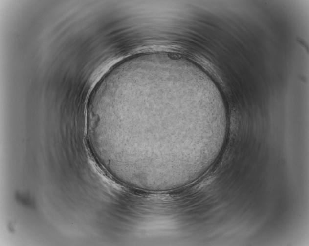 X0000101950844200808011044