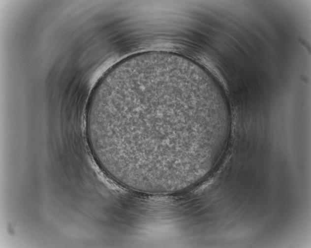 X0000101950944200808011042