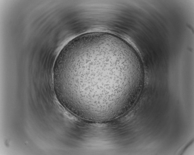 X0000101950996200808011041