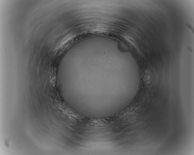 X0000101951015200808011041