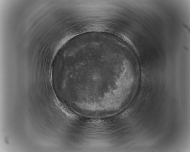 X0000101951035200808011041