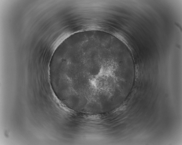 X0000101951047200808011041