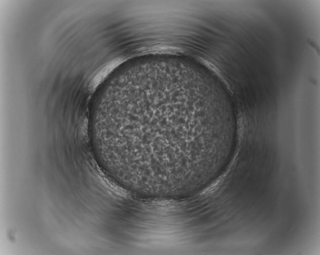 X0000101951066200808011040