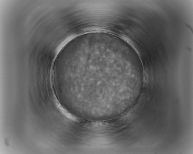 X0000101951098200808011040