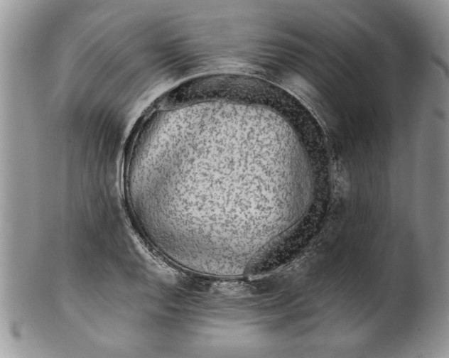 X0000101951128200808011040