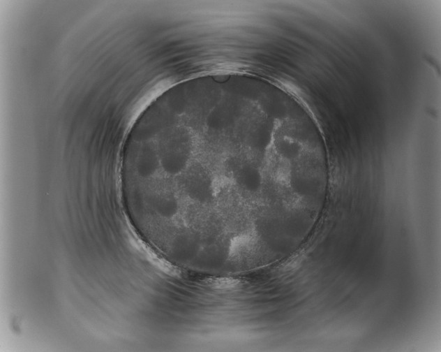 X0000101951235200808011038