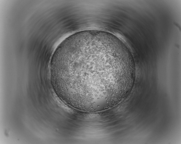 X0000101951238200808011038