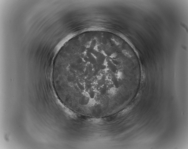 X0000101951245200808011038