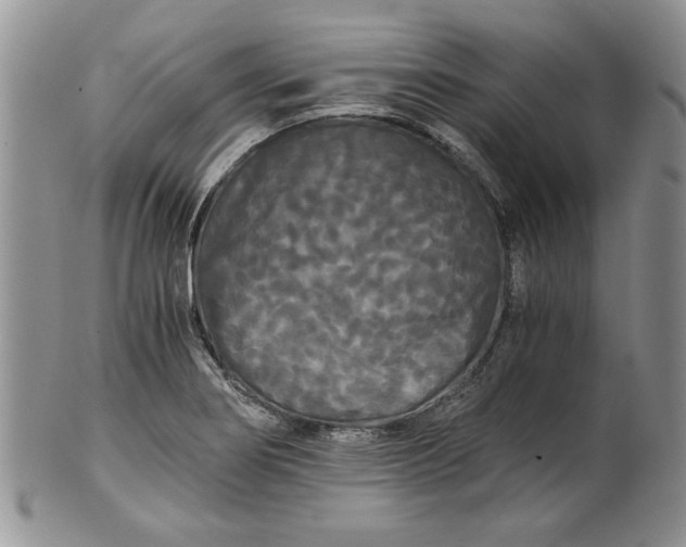 X0000101951274200808011037