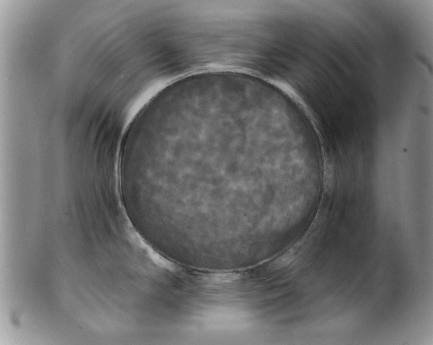 X0000101951294200808011037