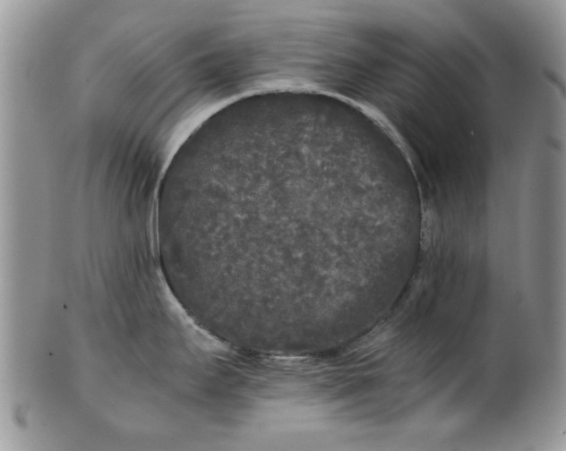 X0000101951295200808011037