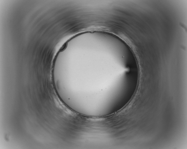 X0000101951296200808011037