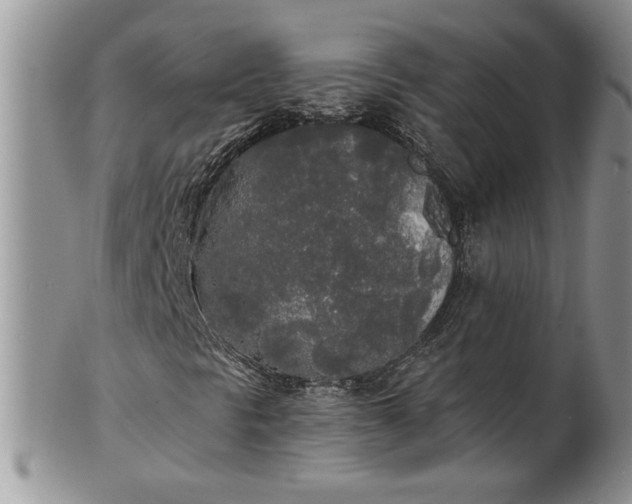 X0000101951297200808011037