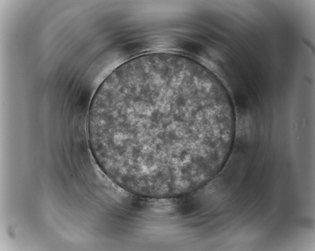 X0000101951338200808011037