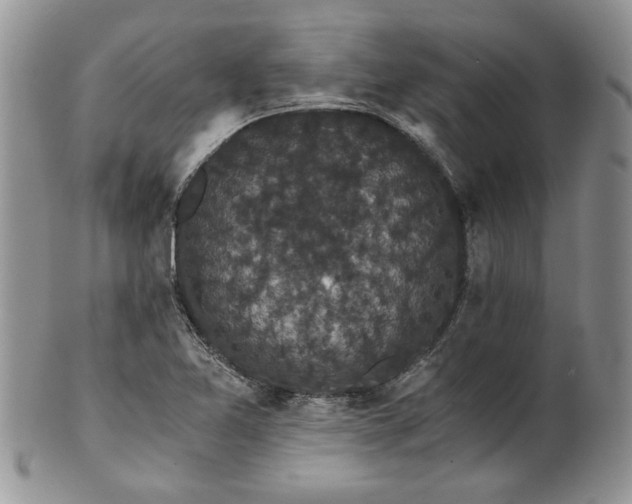 X0000101951365200808011036