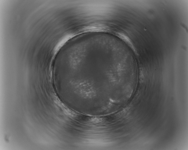 X0000101951419200808011036