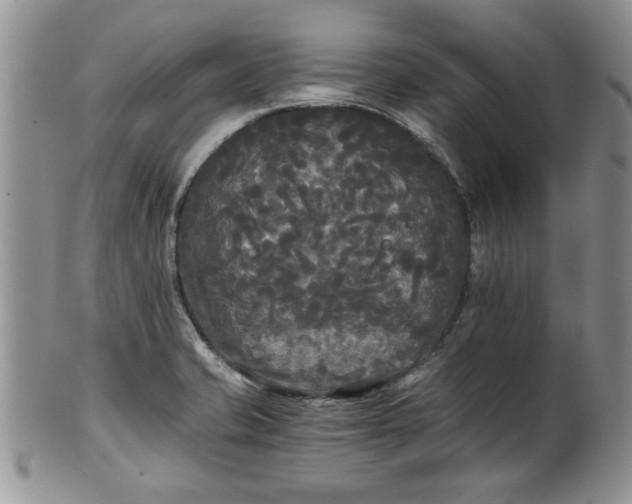 X0000101951421200808011036