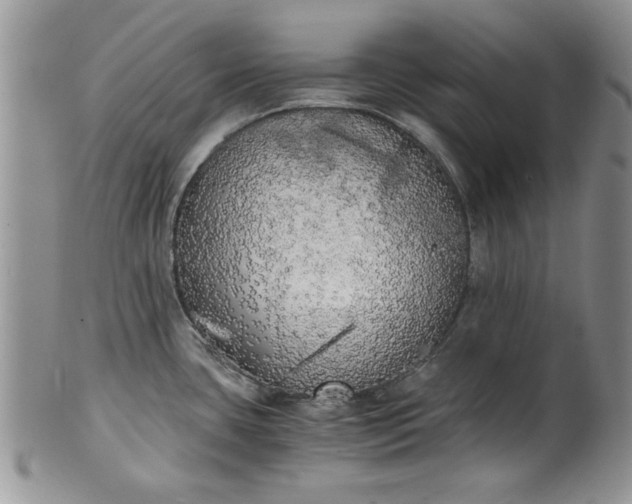 X0000101951435200808011036