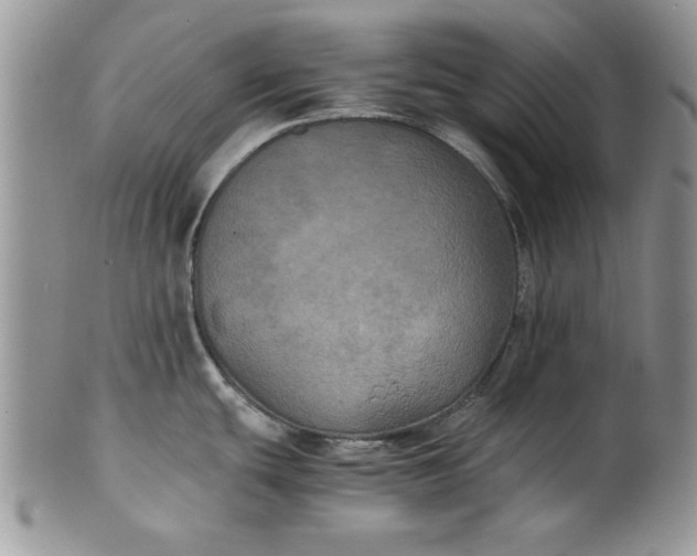 X0000101951439200808011036