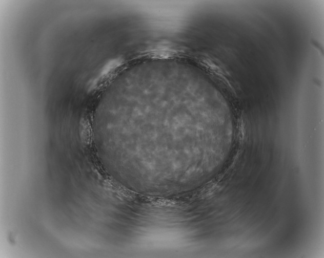 X0000101951446200808011035