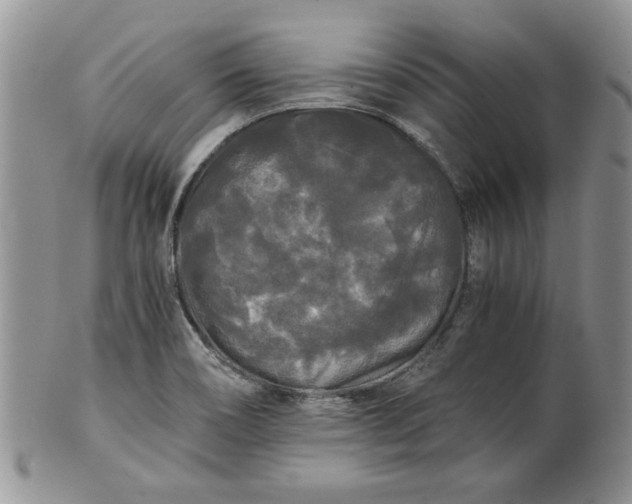 X0000101951466200808011035