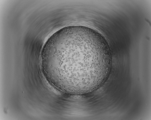 X0000101951517200808011034