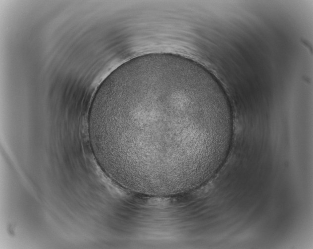 X0000101951521200808011034