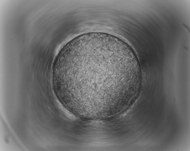 X0000101951525200808011034