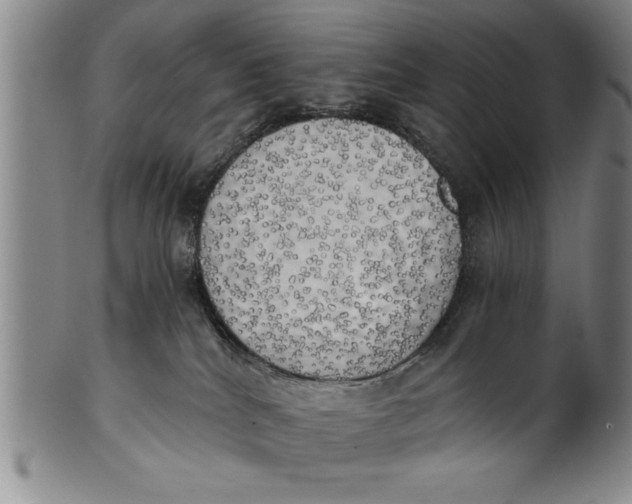X0000101950040200808081515
