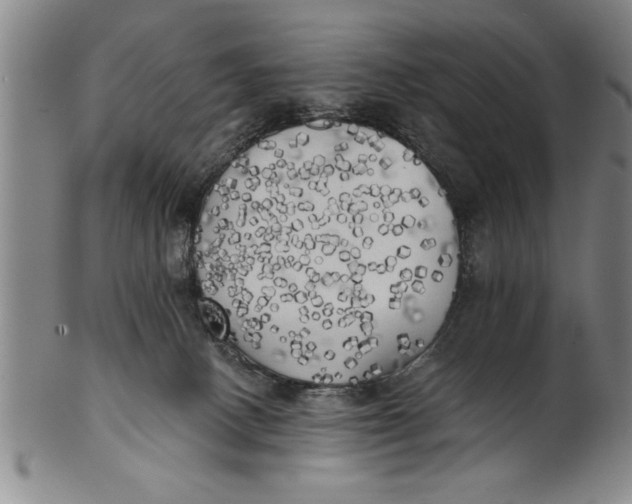 X0000101950082200808081515