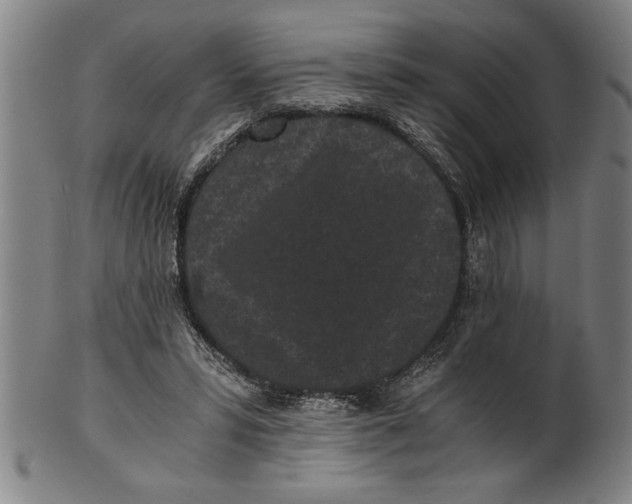 X0000101950399200808081510