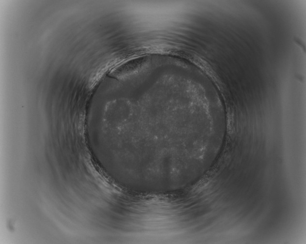 X0000101950434200808081509