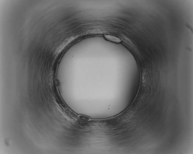 X0000101950436200808081509