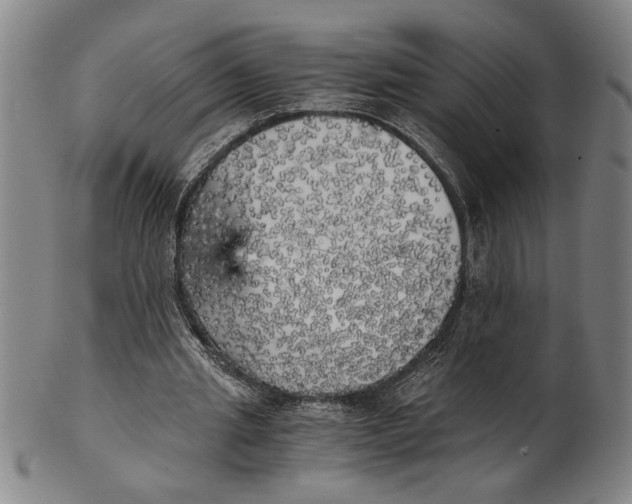 X0000101950437200808081509