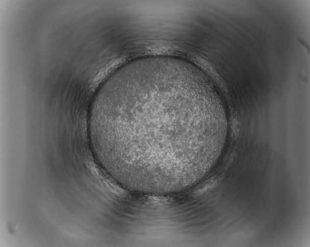 X0000101950442200808081509
