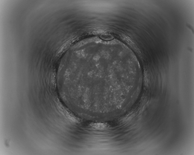 X0000101950449200808081509