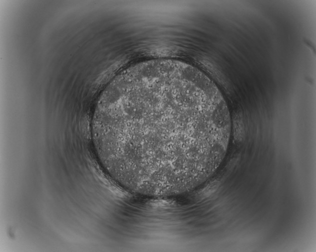 X0000101950453200808081509