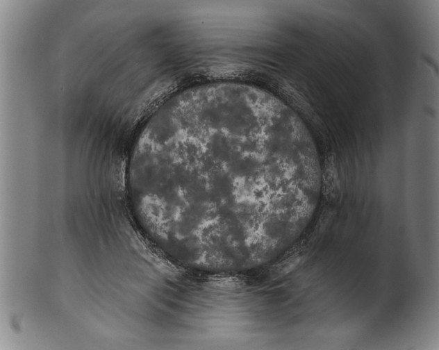 X0000101950454200808081509