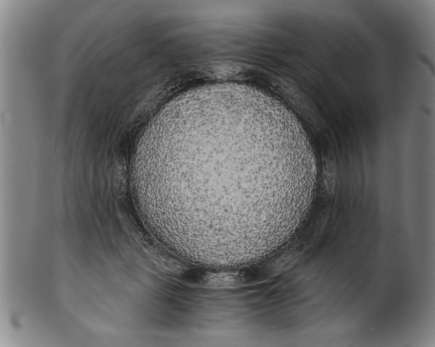 X0000101950461200808081509