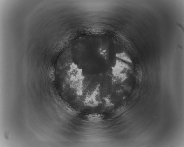 X0000101950465200808081509