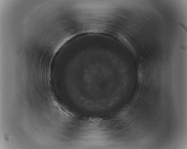 X0000101950484200808081509