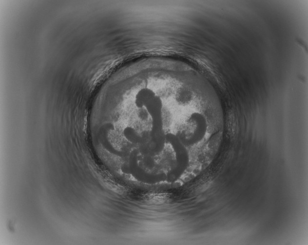 X0000101950495200808081509