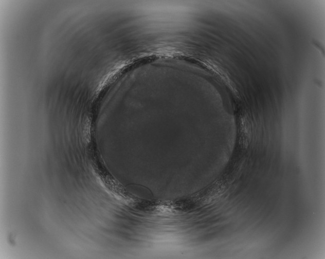 X0000101950496200808081509