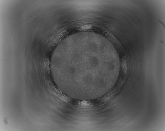 X0000101950565200808081508