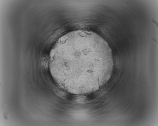 X0000101950719200808081505