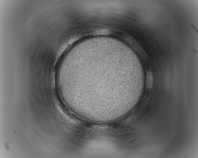 X0000101950726200808081505