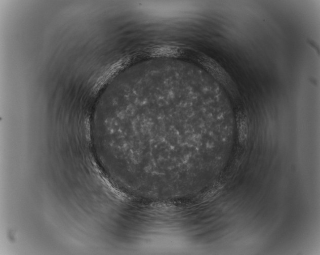 X0000101950729200808081505