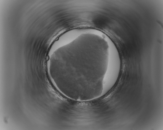X0000101950806200808081504