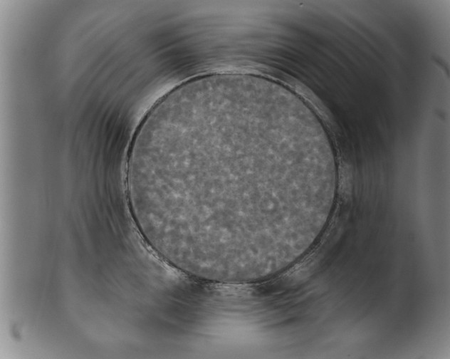X0000101950856200808081504